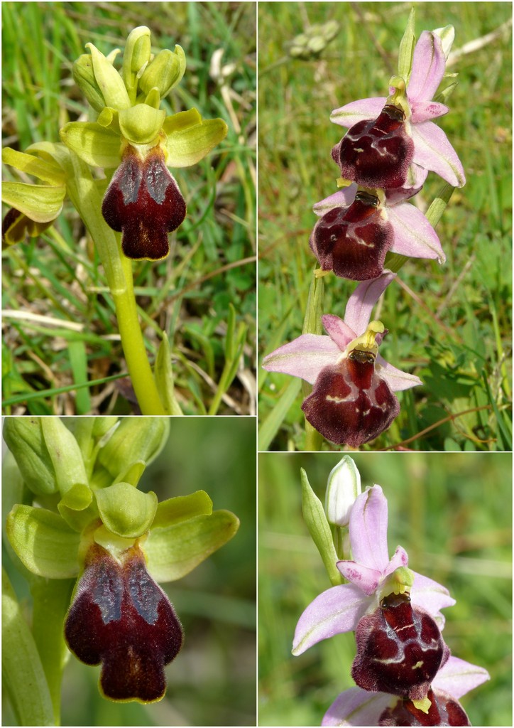 La Valle delle orchidee, Sassano e Monte San Giacomo 9 e 10 maggio 2015